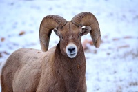 Bighorn Rams near Canyon Lake Park in Rapid City.jpg